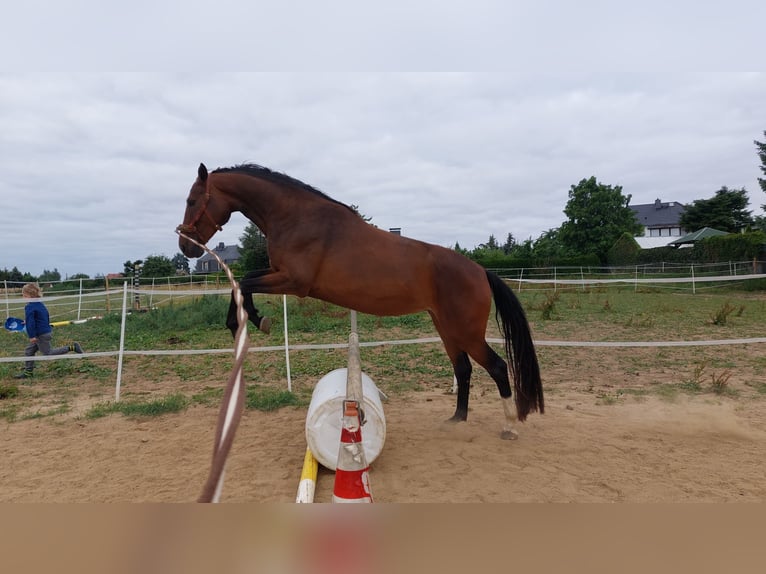 Deutsches Reitpferd Stute 8 Jahre 165 cm Brauner in D&#xF6;beln