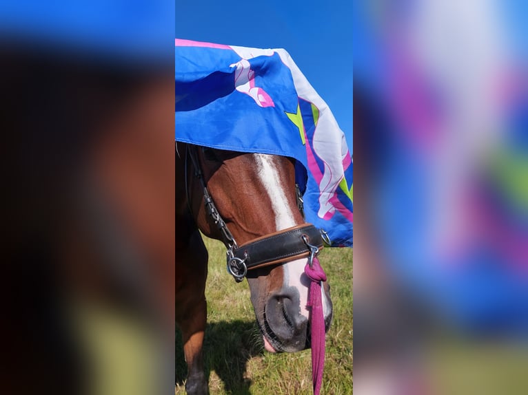 Deutsches Reitpferd Stute 8 Jahre 165 cm Brauner in D&#xF6;beln
