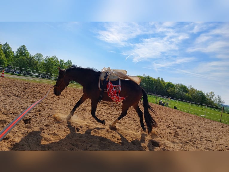 Deutsches Reitpferd Stute 8 Jahre 165 cm Brauner in D&#xF6;beln