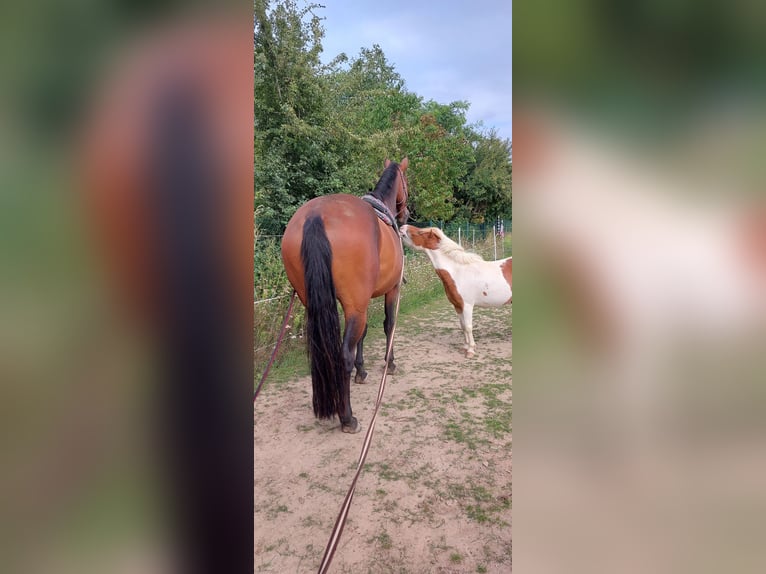 Deutsches Reitpferd Stute 8 Jahre 165 cm Brauner in D&#xF6;beln