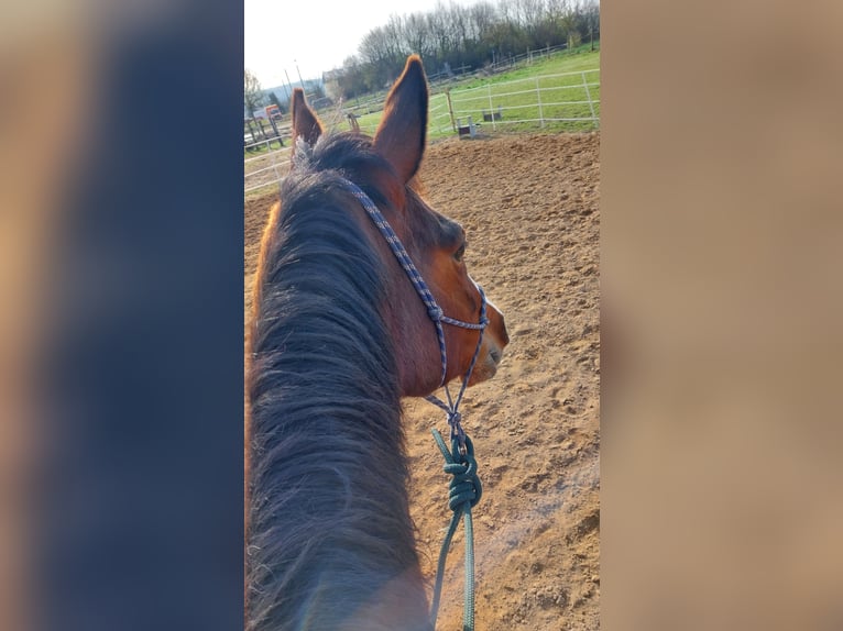 Deutsches Reitpferd Stute 8 Jahre 165 cm Brauner in D&#xF6;beln