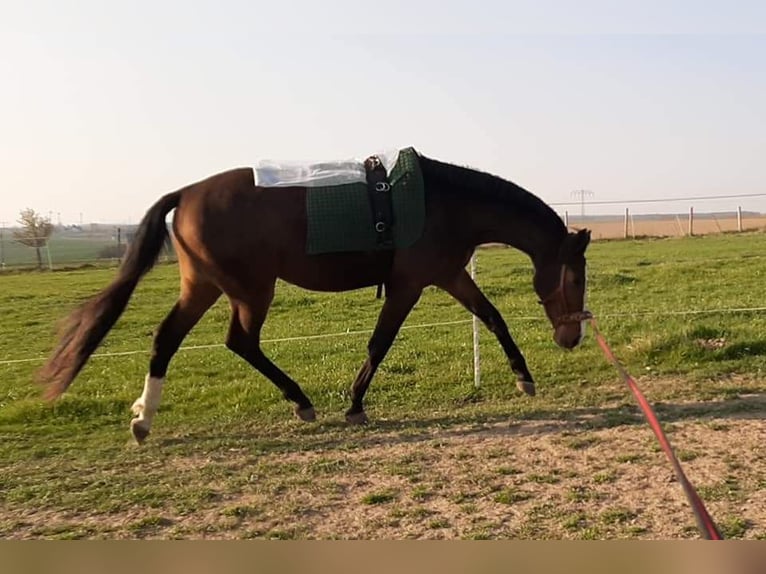Deutsches Reitpferd Stute 8 Jahre 165 cm Brauner in D&#xF6;beln
