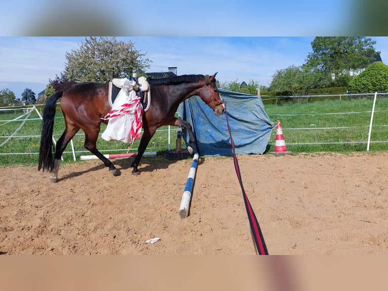 Deutsches Reitpferd Stute 8 Jahre 165 cm Brauner in D&#xF6;beln