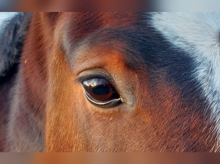 Deutsches Reitpferd Stute 8 Jahre 165 cm Brauner in D&#xF6;beln