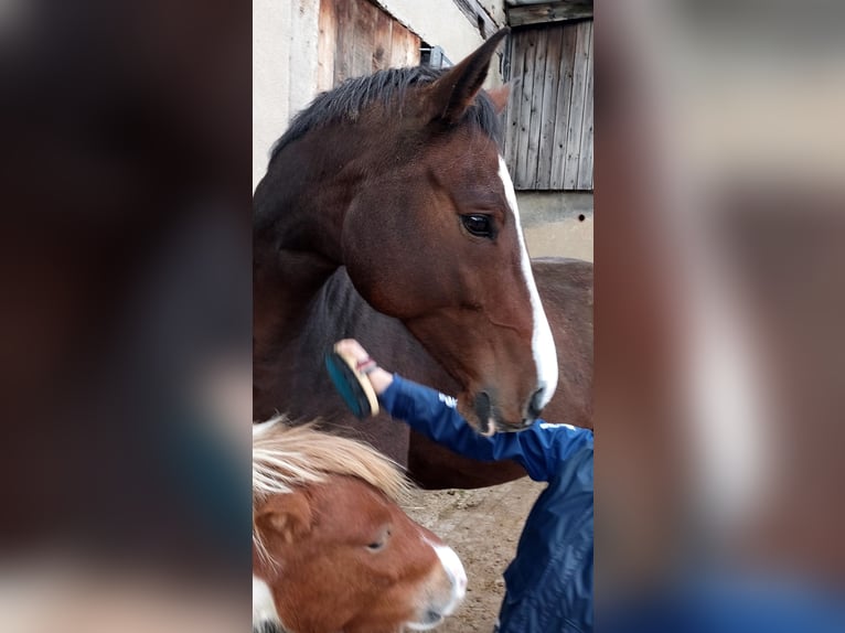 Deutsches Reitpferd Stute 8 Jahre 165 cm Brauner in D&#xF6;beln