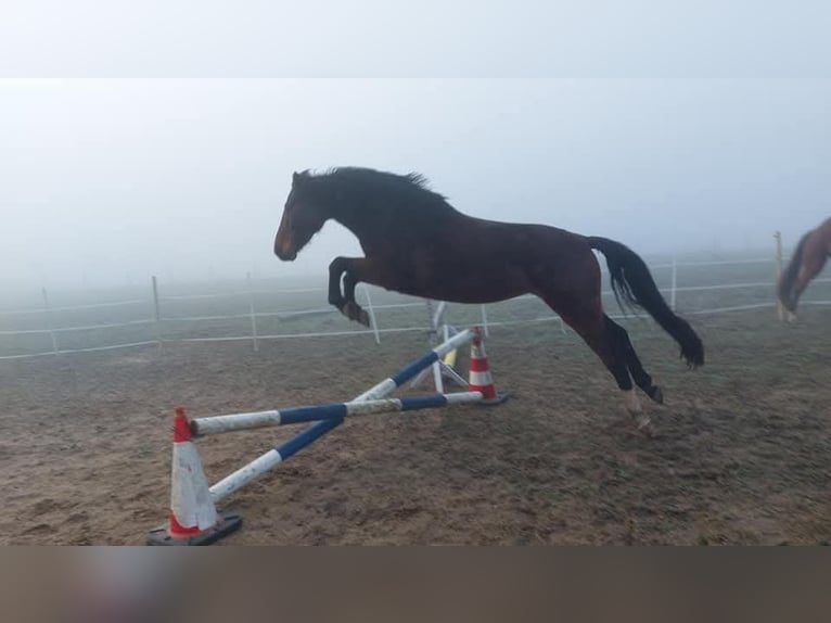 Deutsches Reitpferd Stute 8 Jahre 165 cm Brauner in D&#xF6;beln