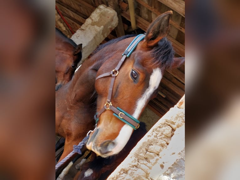 Deutsches Reitpferd Stute 8 Jahre 165 cm Brauner in D&#xF6;beln