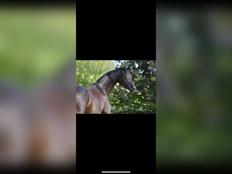 Deutsches Reitpferd Stute 8 Jahre 165 cm Rappe in Seeon-Seebruck