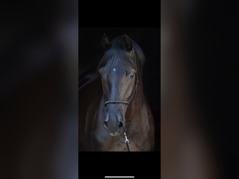 Deutsches Reitpferd Stute 8 Jahre 165 cm Rappe in Seeon-Seebruck