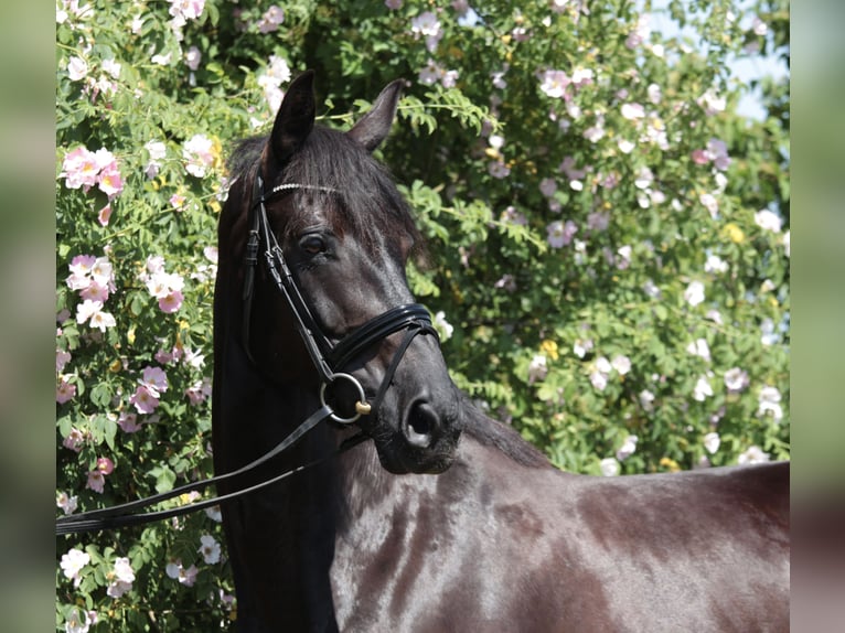 Deutsches Reitpferd Stute 8 Jahre 165 cm Schwarzbrauner in BensheimBensheim