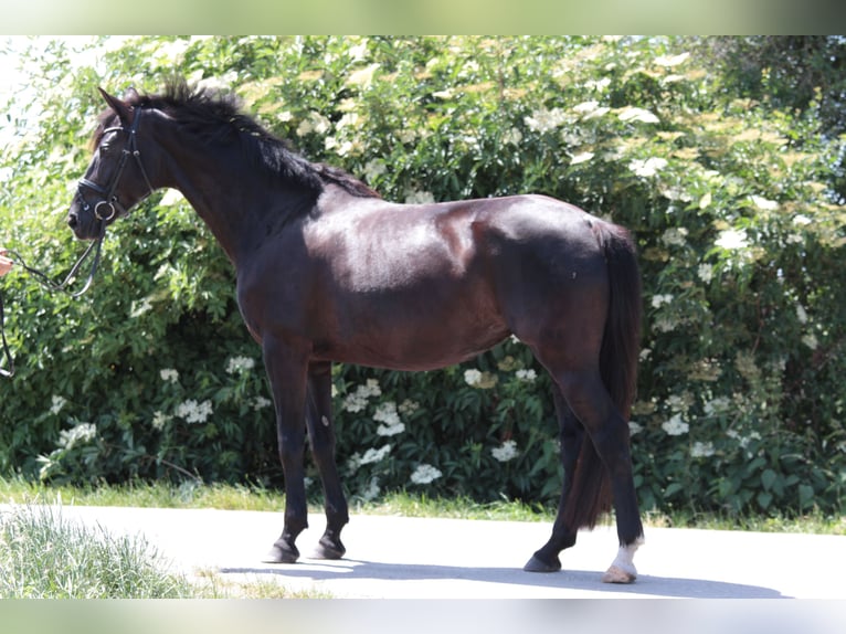 Deutsches Reitpferd Stute 8 Jahre 165 cm Schwarzbrauner in BensheimBensheim