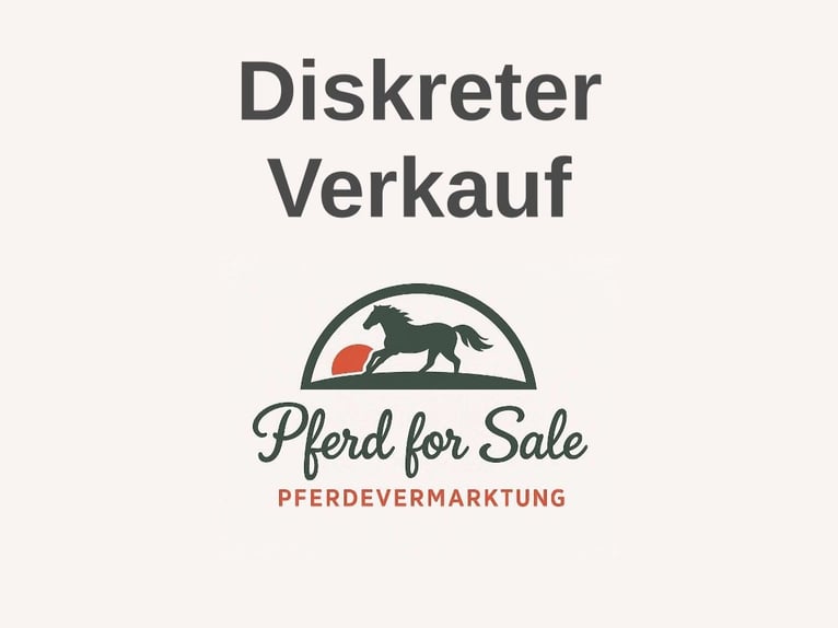 Deutsches Reitpferd Stute 8 Jahre 165 cm in Schwerin
