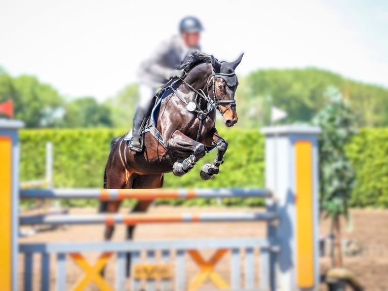 Deutsches Reitpferd Stute 8 Jahre 165 cm in Schwerin