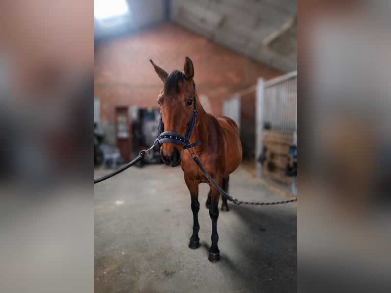 Deutsches Reitpferd Stute 8 Jahre 168 cm Brauner in Tournai