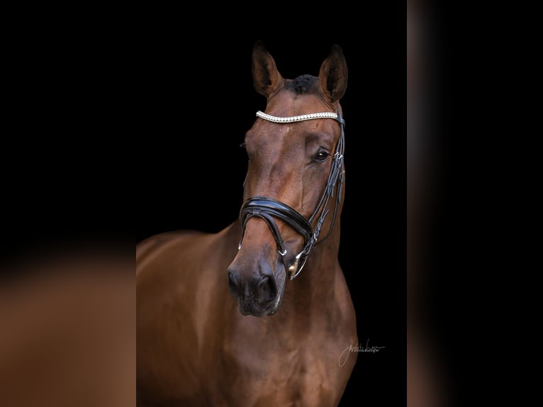 Deutsches Reitpferd Stute 8 Jahre 170 cm Brauner in Dinkelsb&#xFC;hl