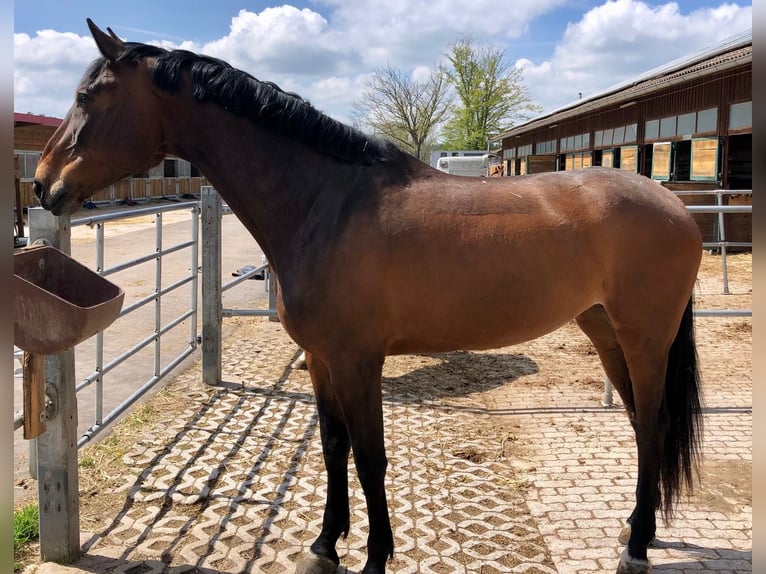 Deutsches Reitpferd Stute 8 Jahre 170 cm Brauner in Dinkelsb&#xFC;hl