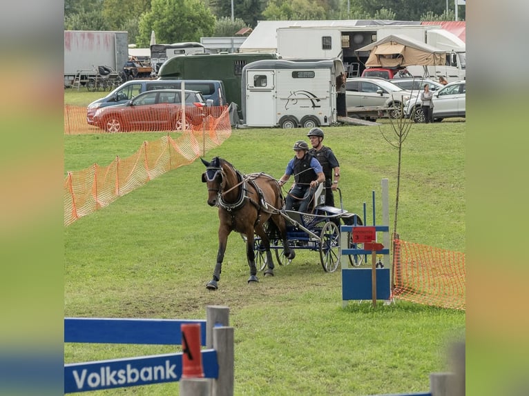 Deutsches Reitpferd Stute 8 Jahre 171 cm Brauner in Meißenheim