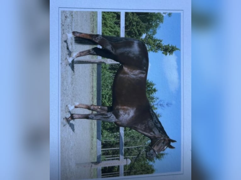Deutsches Reitpferd Stute 8 Jahre 171 cm Dunkelfuchs in Gevelsberg