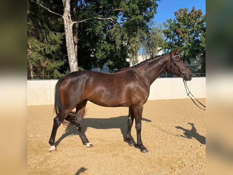 Deutsches Reitpferd Stute 8 Jahre 173 cm Dunkelbrauner in Bayern - Zusmarshausen