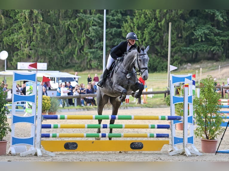 Deutsches Reitpferd Stute 8 Jahre 174 cm Schimmel in Rosengarten