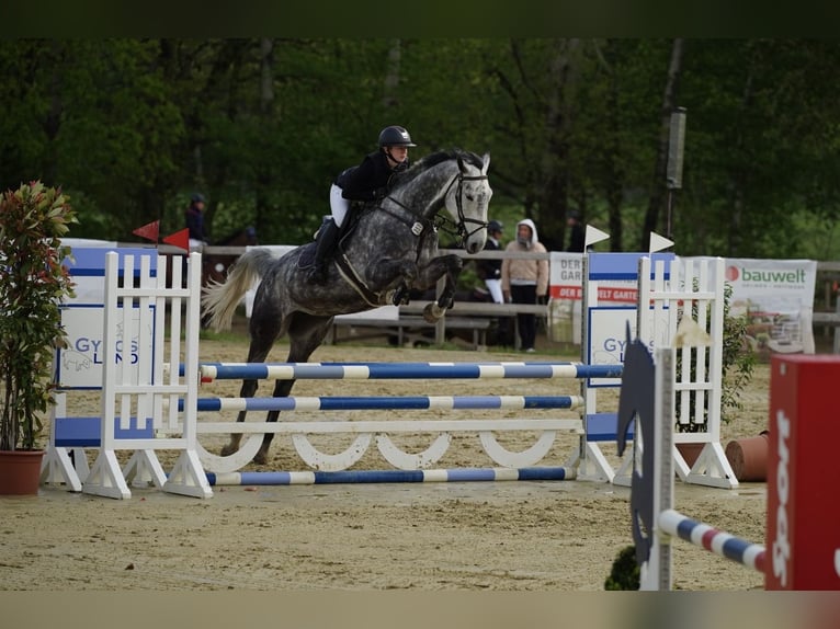 Deutsches Reitpferd Stute 8 Jahre 174 cm Schimmel in Rosengarten