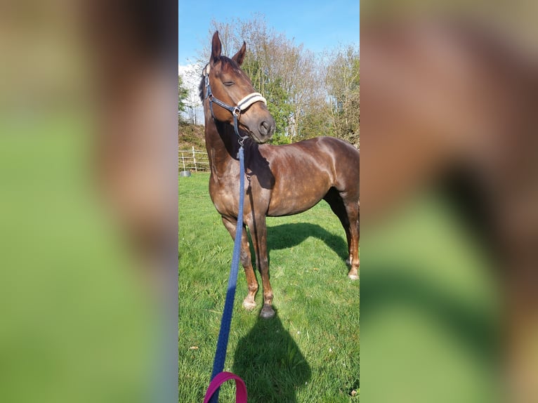 Deutsches Reitpferd Stute 8 Jahre 176 cm Dunkelfuchs in St. Johann
