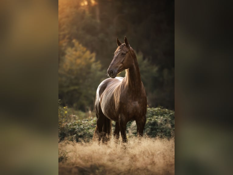 Deutsches Reitpferd Stute 8 Jahre 176 cm Dunkelfuchs in St. Johann