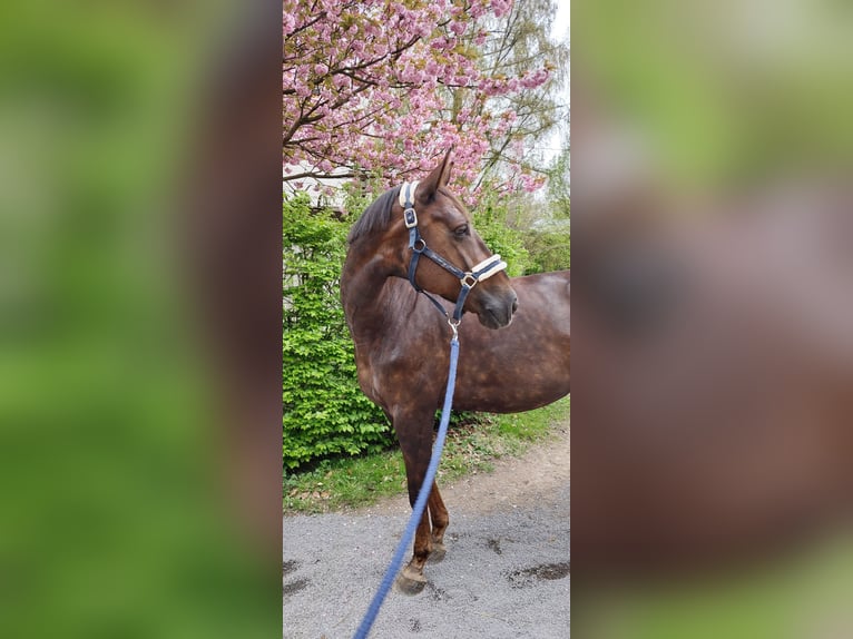 Deutsches Reitpferd Stute 8 Jahre 176 cm Dunkelfuchs in St. Johann