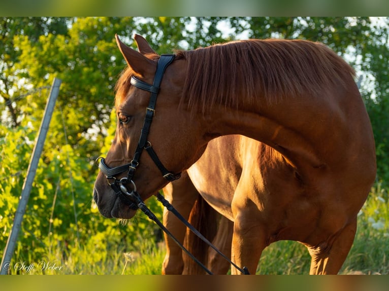 Deutsches Reitpferd Mix Stute 9 Jahre 148 cm Fuchs in Backnang