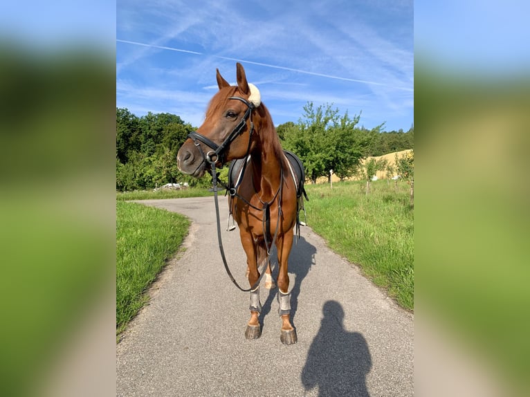 Deutsches Reitpferd Mix Stute 9 Jahre 148 cm Fuchs in Backnang