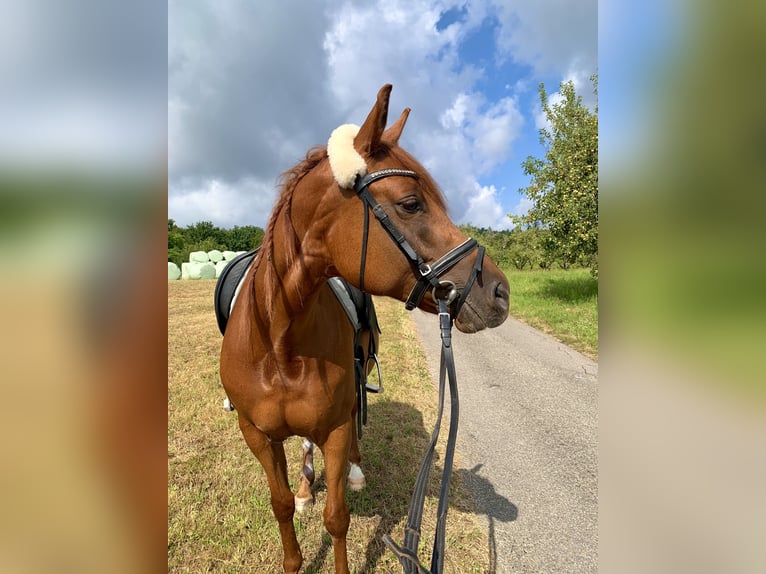 Deutsches Reitpferd Mix Stute 9 Jahre 148 cm Fuchs in Backnang