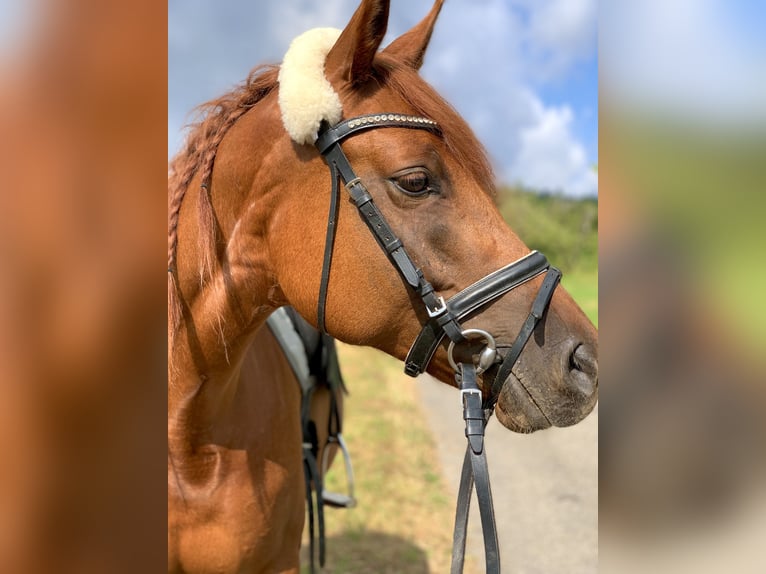 Deutsches Reitpferd Mix Stute 9 Jahre 148 cm Fuchs in Backnang