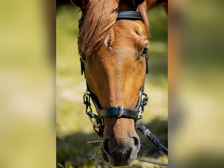 Deutsches Reitpferd Mix Stute 9 Jahre 148 cm Fuchs in Backnang