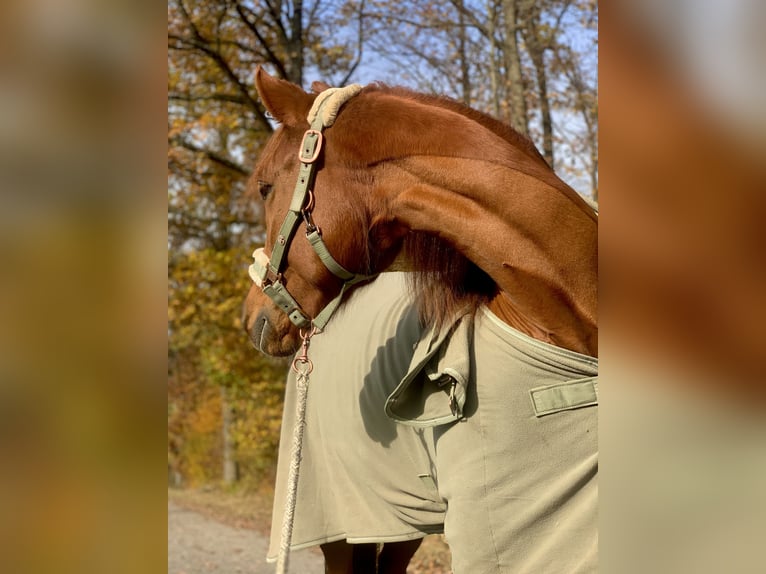 Deutsches Reitpferd Mix Stute 9 Jahre 148 cm Fuchs in Backnang