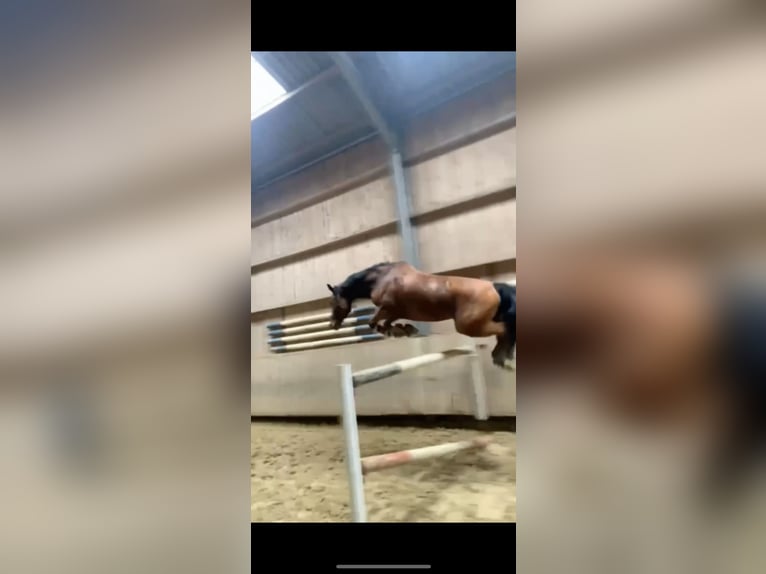 Deutsches Reitpferd Stute 9 Jahre 159 cm Brauner in Dautphetal Herzhausen