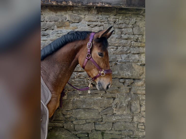 Deutsches Reitpferd Stute 9 Jahre 159 cm Brauner in Dautphetal Herzhausen