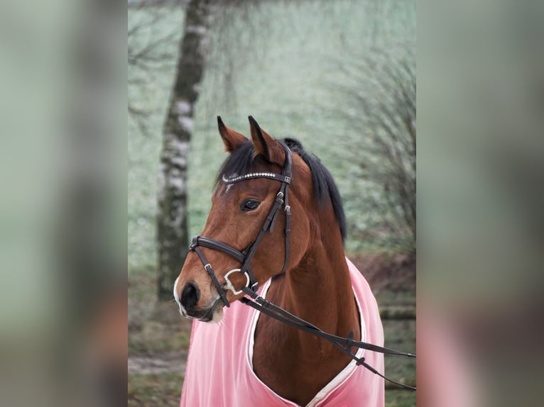 Deutsches Reitpferd Stute 9 Jahre 159 cm Brauner in Dautphetal Herzhausen