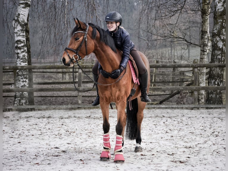 Deutsches Reitpferd Stute 9 Jahre 159 cm Brauner in Dautphetal Herzhausen