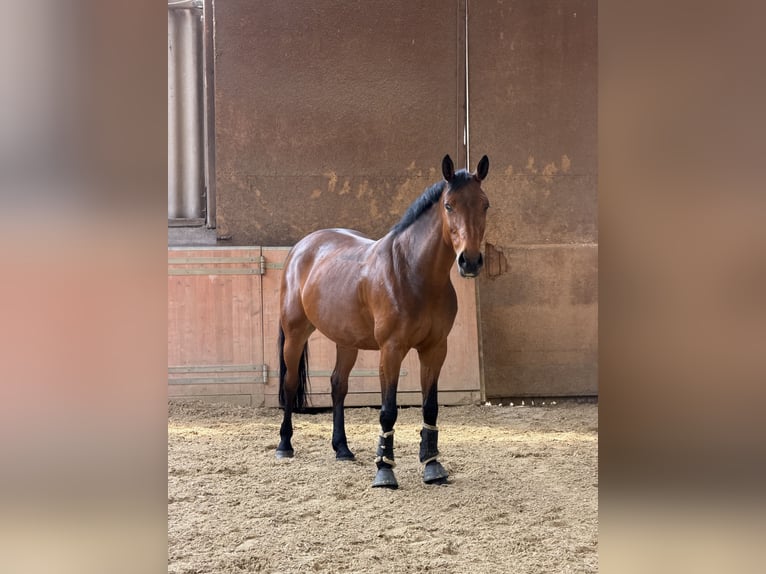 Deutsches Reitpferd Stute 9 Jahre 160 cm Brauner in Büttelborn