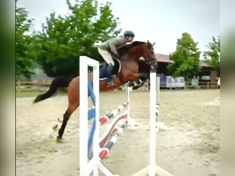 Deutsches Reitpferd Stute 9 Jahre 160 cm Brauner in Büttelborn