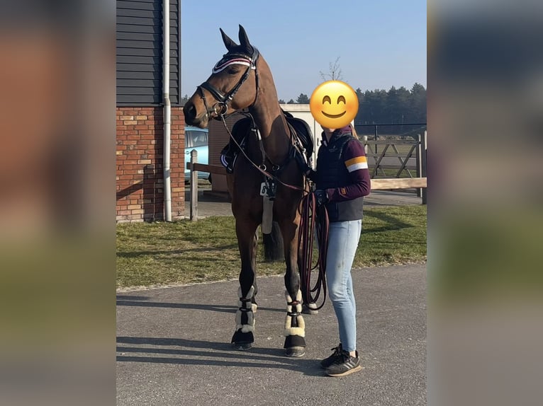 Deutsches Reitpferd Stute 9 Jahre 160 cm Brauner in Büttelborn