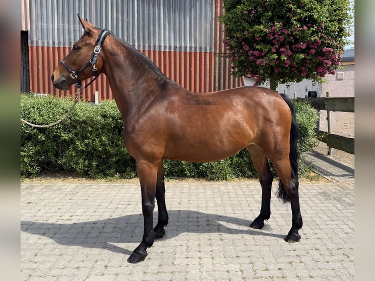 Deutsches Reitpferd Stute 9 Jahre 160 cm Brauner in Büttelborn