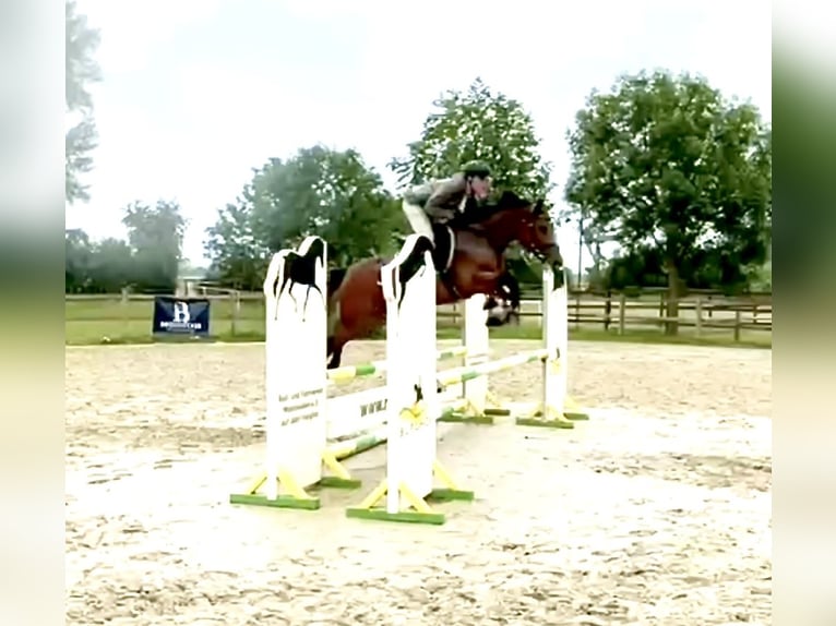 Deutsches Reitpferd Stute 9 Jahre 160 cm Brauner in Büttelborn