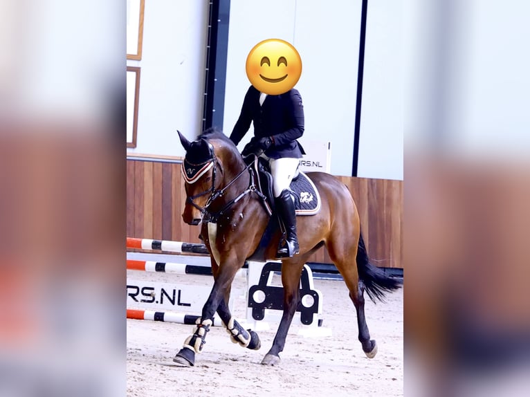 Deutsches Reitpferd Stute 9 Jahre 160 cm Brauner in Büttelborn