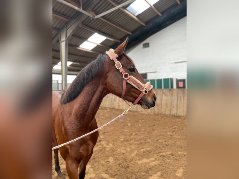 Deutsches Reitpferd Stute 9 Jahre 162 cm Brauner in Huglfing