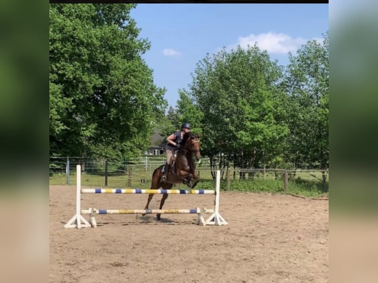 Deutsches Reitpferd Stute 9 Jahre 162 cm Brauner in Huglfing