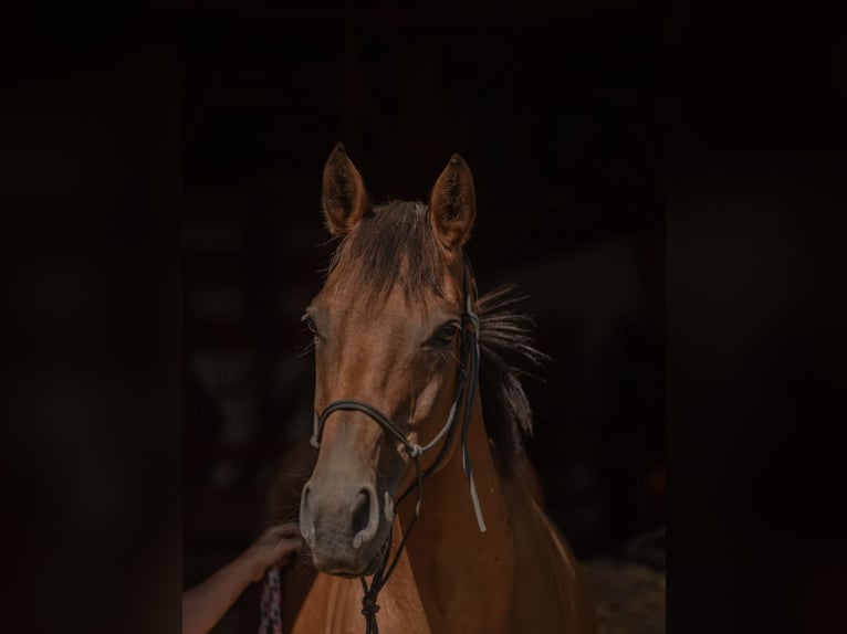 Deutsches Reitpferd Stute 9 Jahre 162 cm Brauner in Huglfing