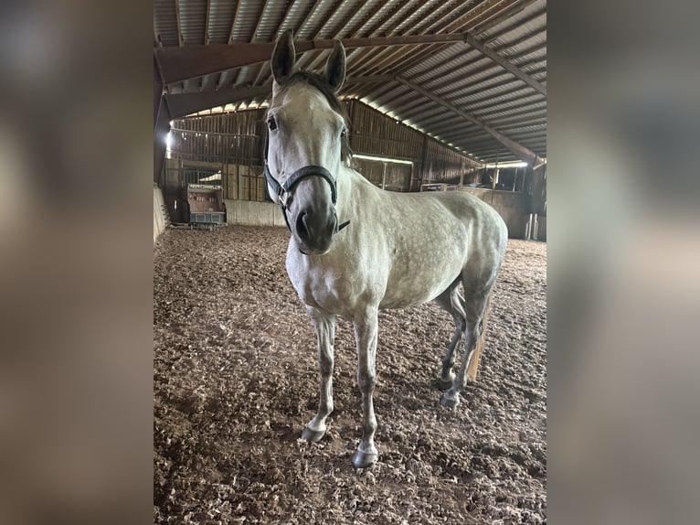 Deutsches Reitpferd Stute 9 Jahre 163 cm Schimmel in Eggerstorf
