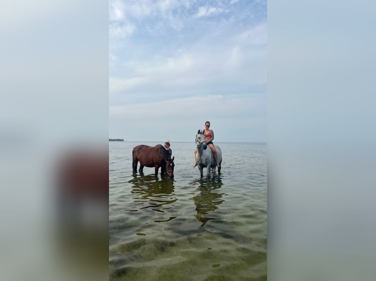 Deutsches Reitpferd Stute 9 Jahre 163 cm Schimmel in Eggerstorf