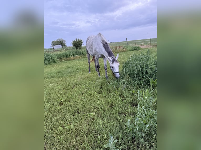 Deutsches Reitpferd Stute 9 Jahre 163 cm Schimmel in Eggerstorf